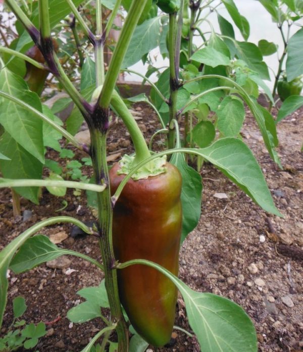 Sweet Chocolate Bell Pepper - Image 2