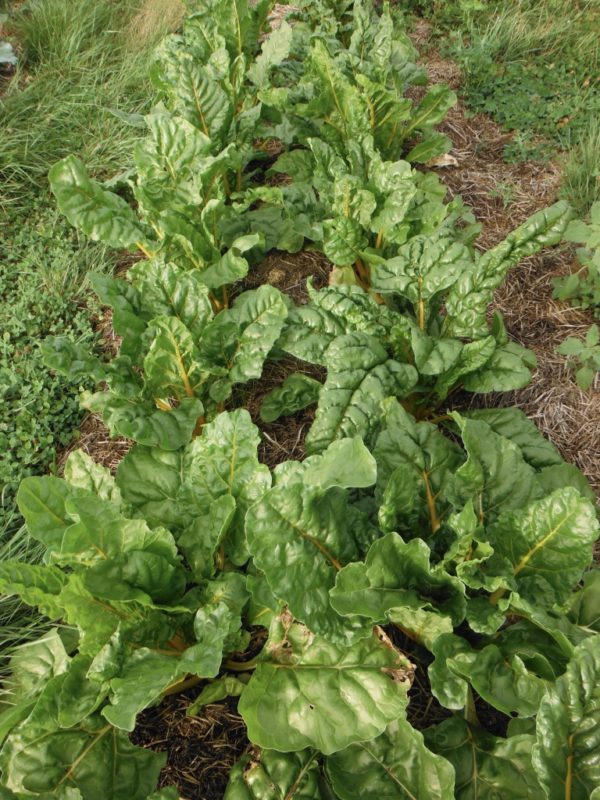 Golden Chard - Image 4