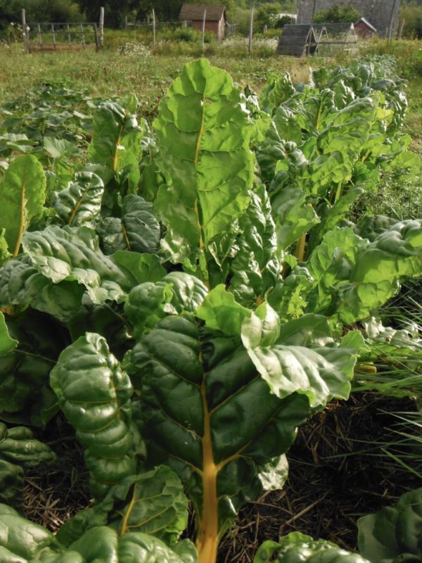 Golden Chard Transplants