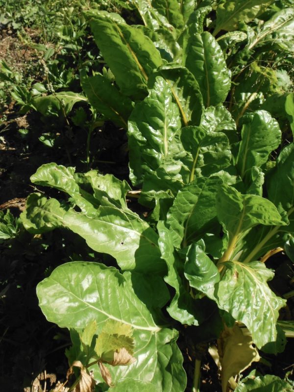 Golden Chard - Image 3