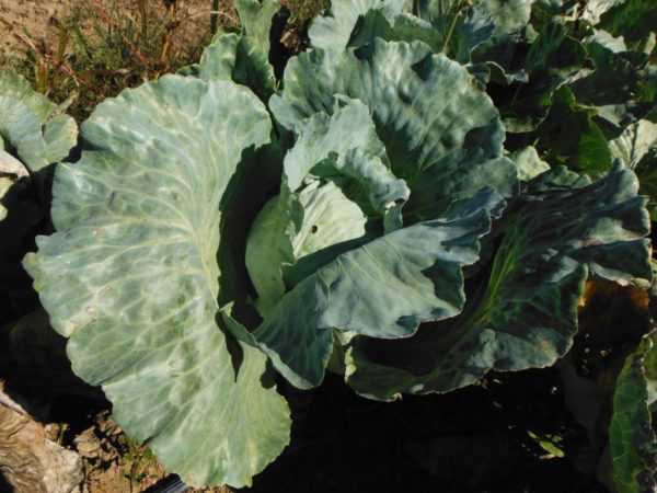 Tancook Island Cabbage - Image 6