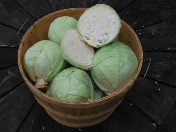 Tancook Island Cabbage - Image 9