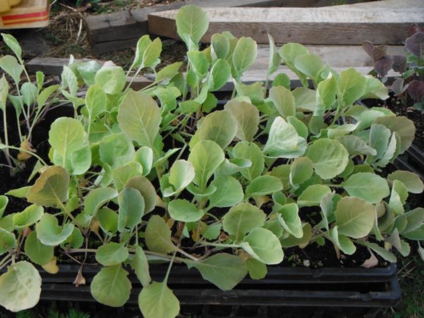 Tancook Island Cabbage - Image 2