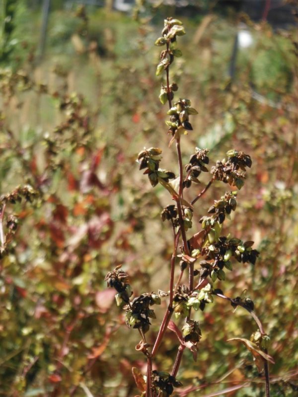 Tartary Buckwheat - Image 3