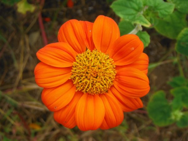 Torch Tithonia