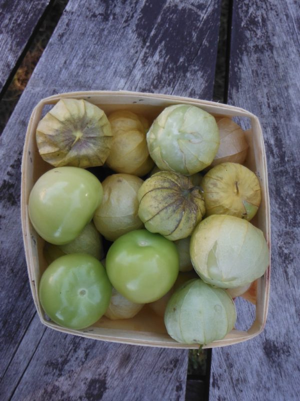 Toma Verde Tomatillo