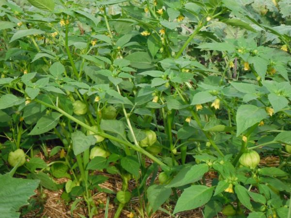 Toma Verde Tomatillo - Image 2