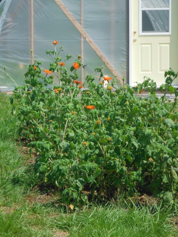 Torch Tithonia Transplants