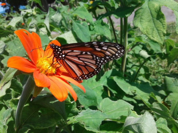 Torch Tithonia - Image 3