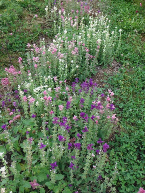 Tricolor Salvia - Image 2