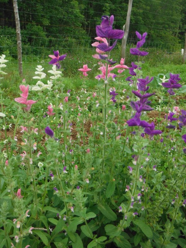 Tricolor Salvia - Image 3