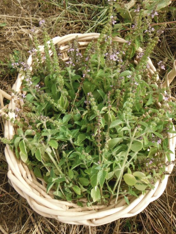 Sacred Basil (Tulsi) - Image 2