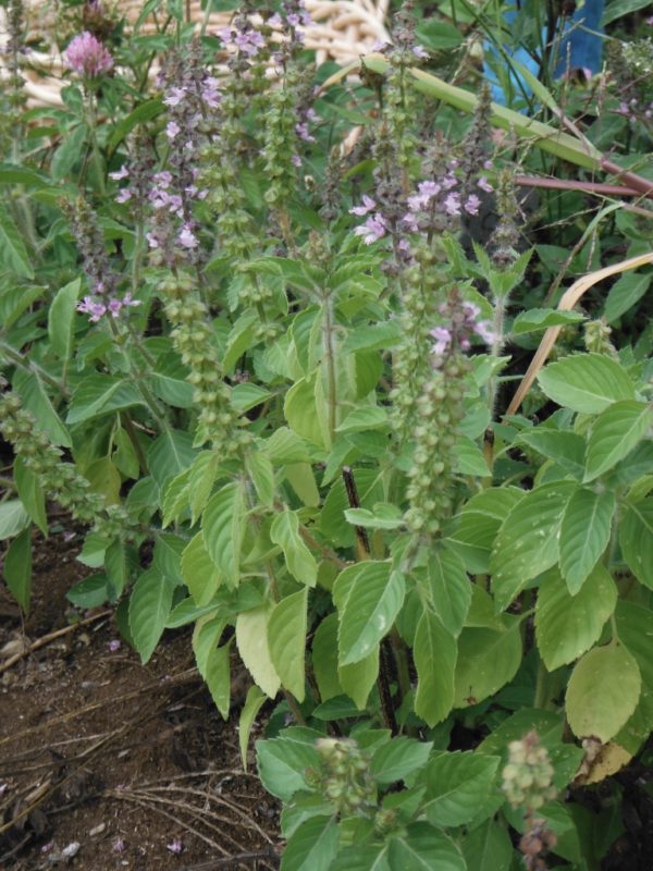 Sacred Basil (Tulsi)