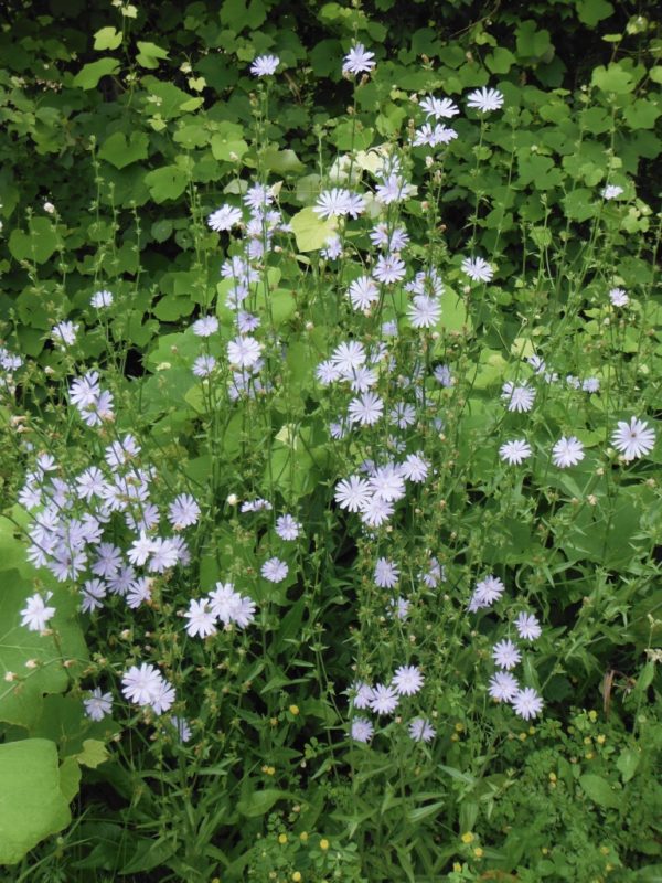 Wild Chicory - Image 2