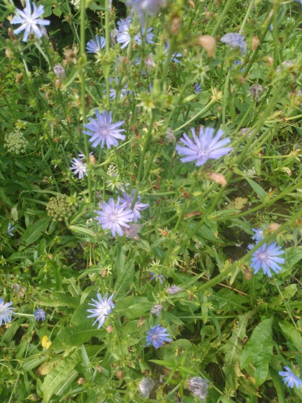 Wild Chicory