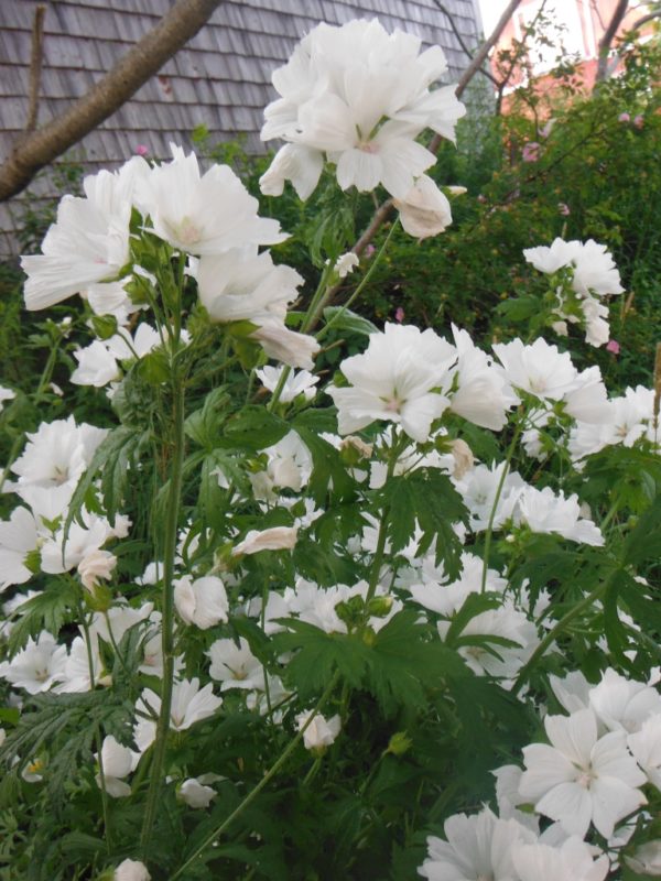 White Muskmallow