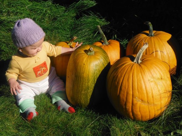 Connecticut Field Pumpkin