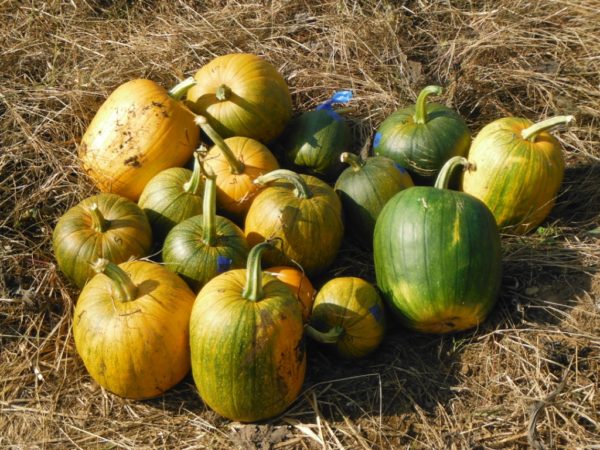 Connecticut Field Pumpkin - Image 2