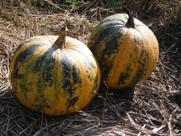 Kakai Pumpkin