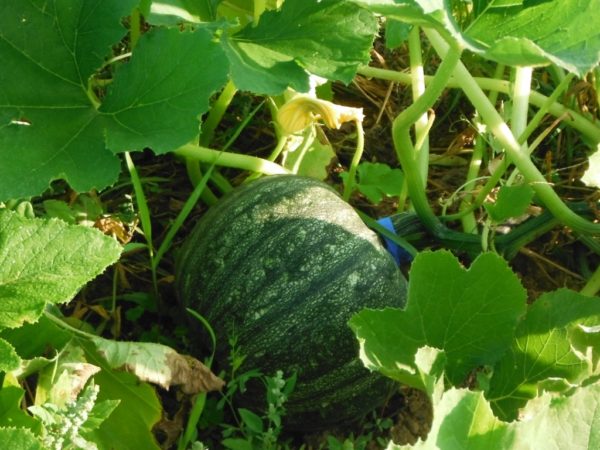 Kakai Pumpkin - Image 3