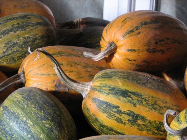 Lady Godiva Pumpkin