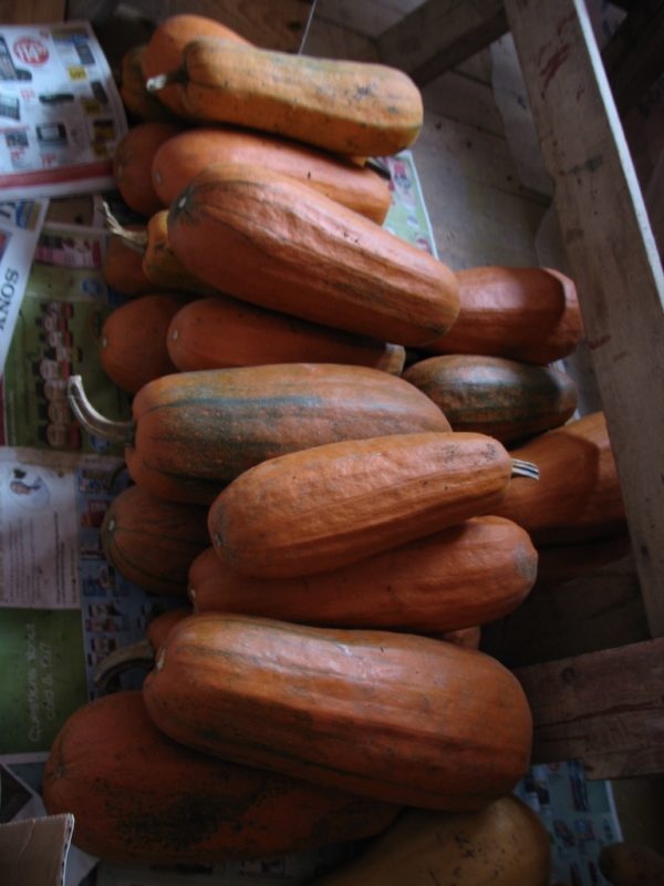 Long Pie Pumpkin