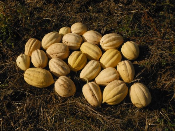 Paydon Acorn Squash