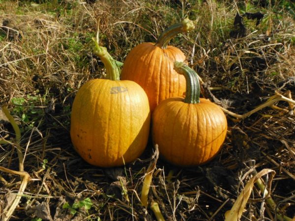 Small Sugar Pie Pumpkin