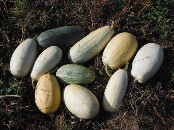 Squisito Spaghetti Squash