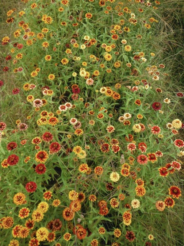 Jazzy Mix Zinnia - Image 5