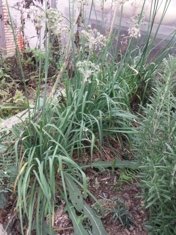 Garlic Chives - Image 2