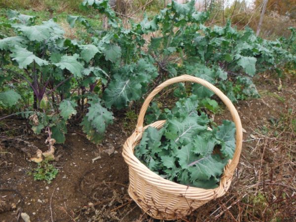 Red Russian Kale - Image 3