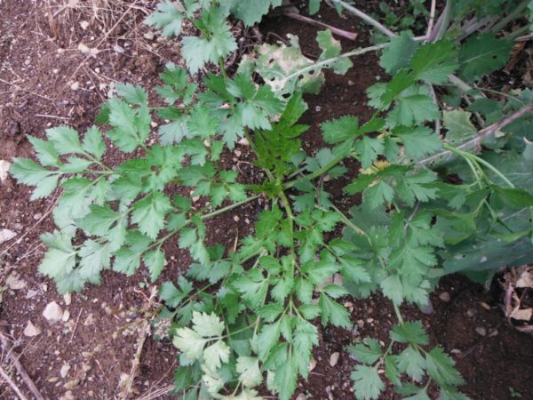 Giant Italian Parsley