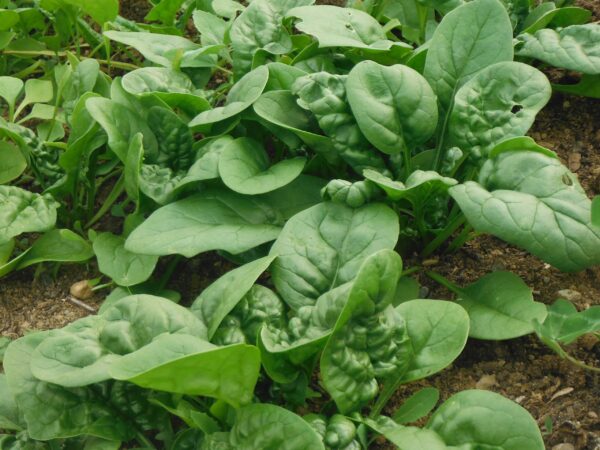 Bloomsdale Spinach