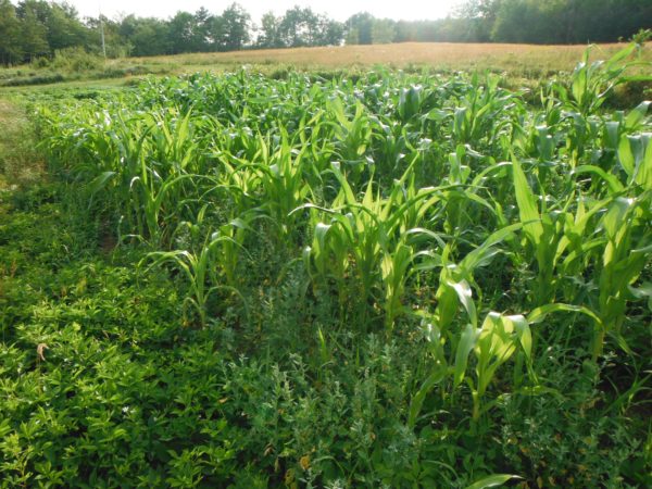 Oaxacan Green Dent Corn - Image 2