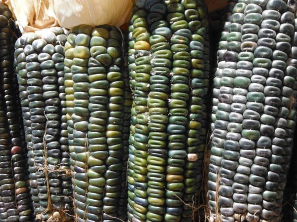 Oaxacan Green Dent Corn - Image 5