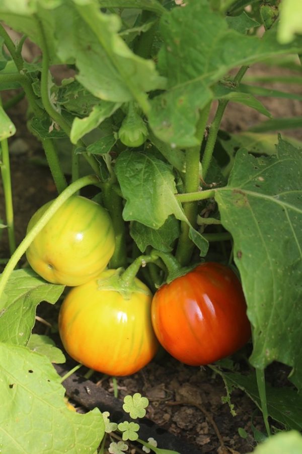 Turkish Orange Eggplant