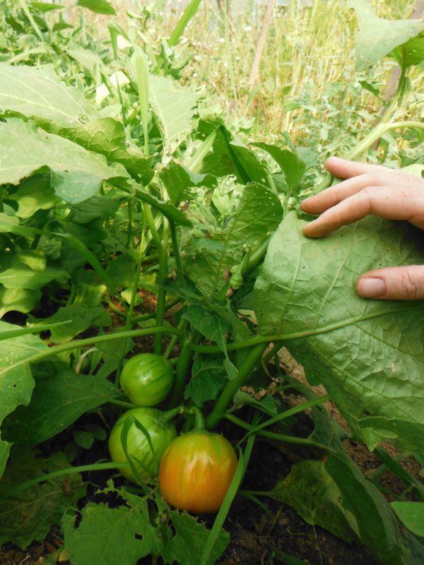 Turkish Orange Eggplant - Image 2