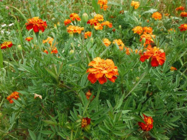 French Dwarf Double Marigold