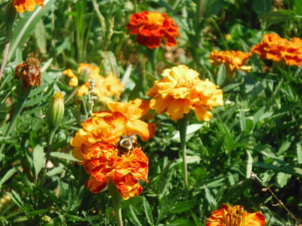 French Dwarf Double Marigold - Image 2