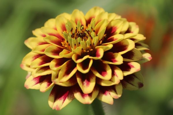 Jazzy Mix Zinnia - Image 2