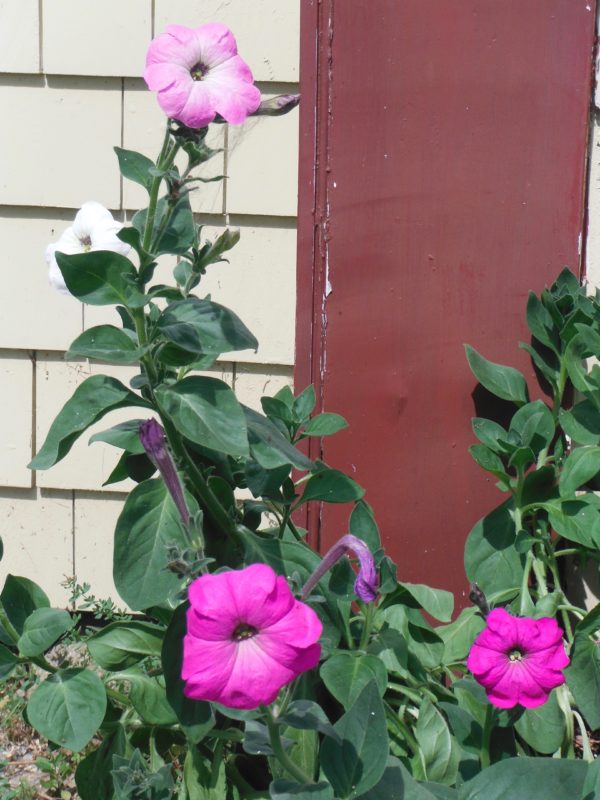 Old Fashioned Vining Petunia