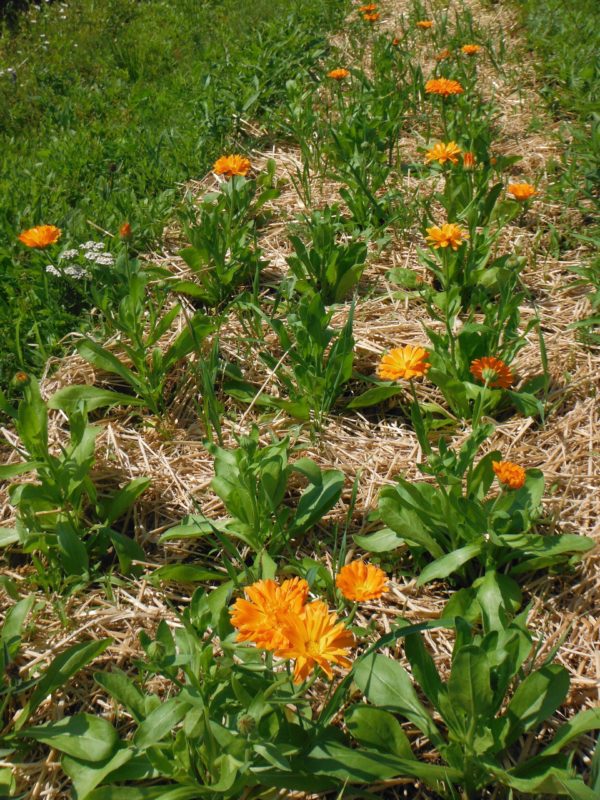 Orange Calendula - Image 4