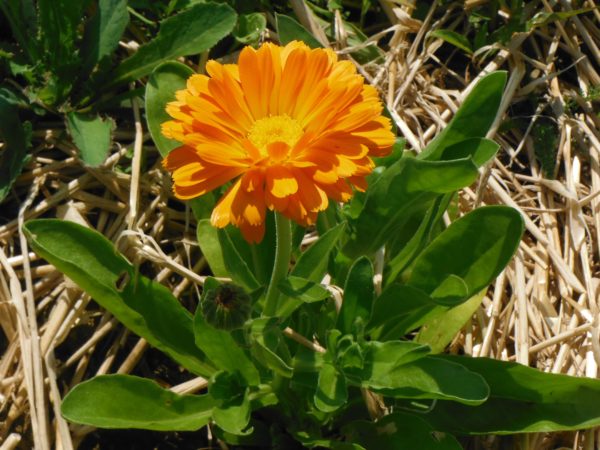 Orange Calendula - Image 3