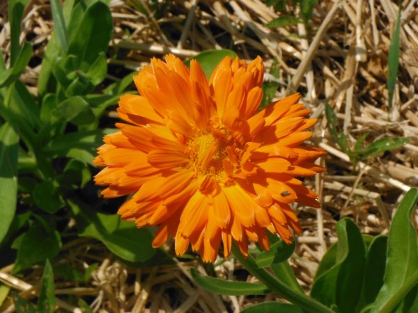 Orange Calendula - Image 2