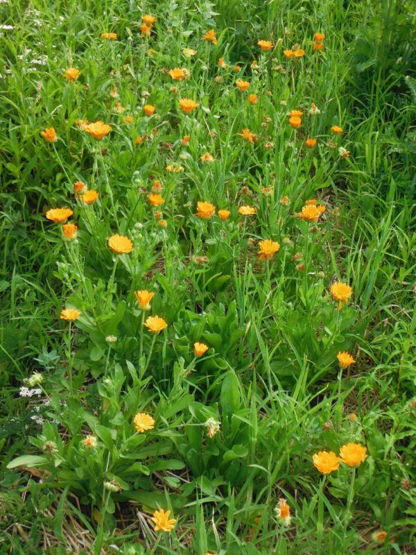 Orange Calendula - Image 8