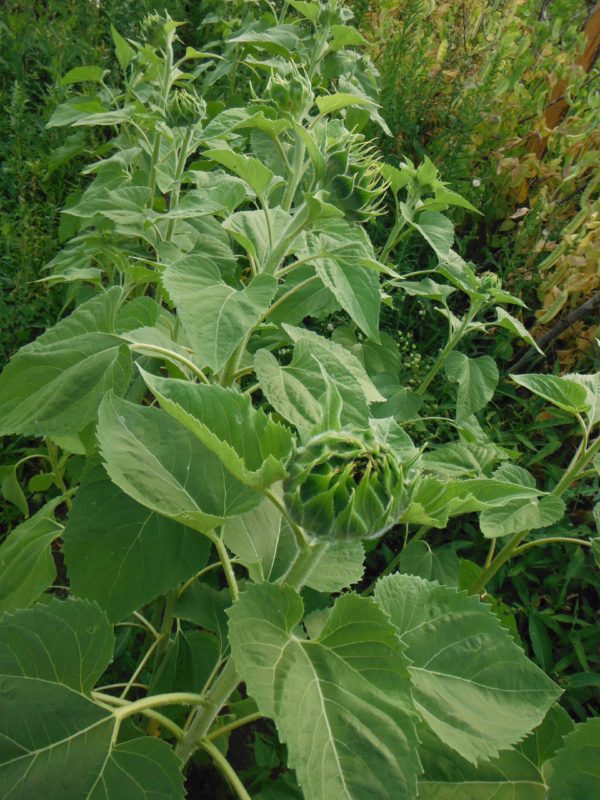 Peredovik Oilseed Sunflower - Image 2