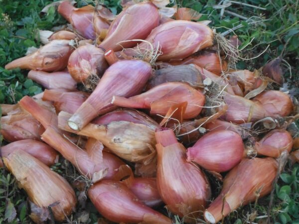 French Shallot