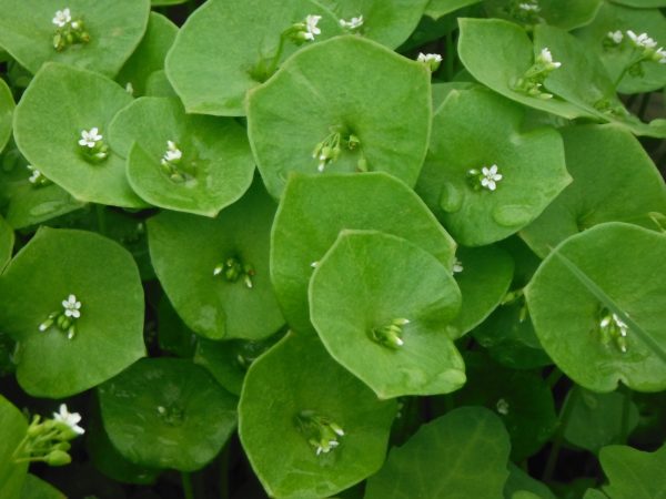 Claytonia