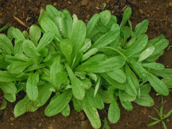 Large Leaf Mache